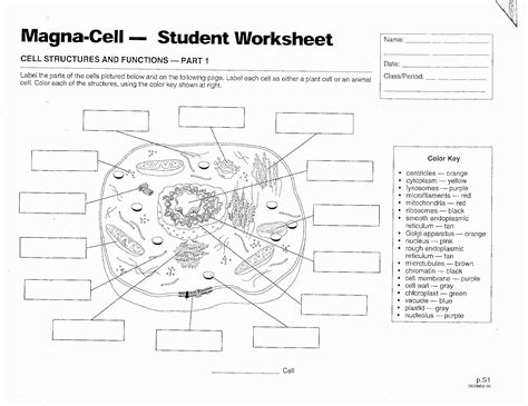 Chapter 3 cells and tissues study 19) be able to distinguish between the three main types of muscle tissue (location, function, voluntary or. Fungi Coloring Worksheet Labeled
