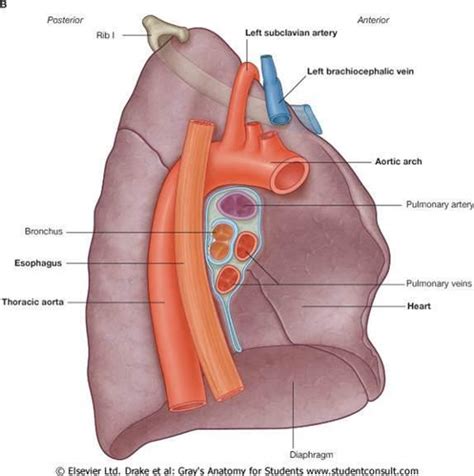 Other lung causes of pain under the left ribs: TBL: Thorax at University Of Alabama School Of Medicine - StudyBlue