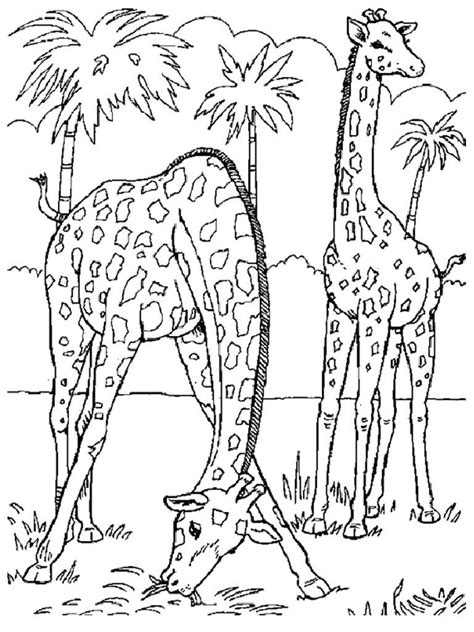Free Printable Realistic Animal Coloring Pages - Free Printable