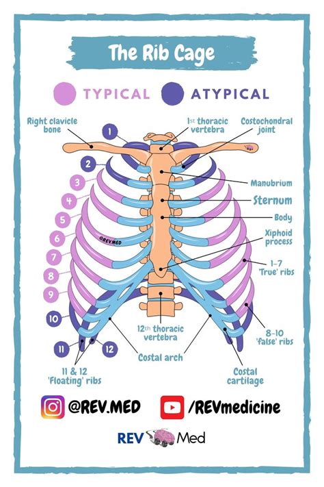 Rib Cage Rev Med Human Anatomy Diagrams For Reference Basic Anatomy