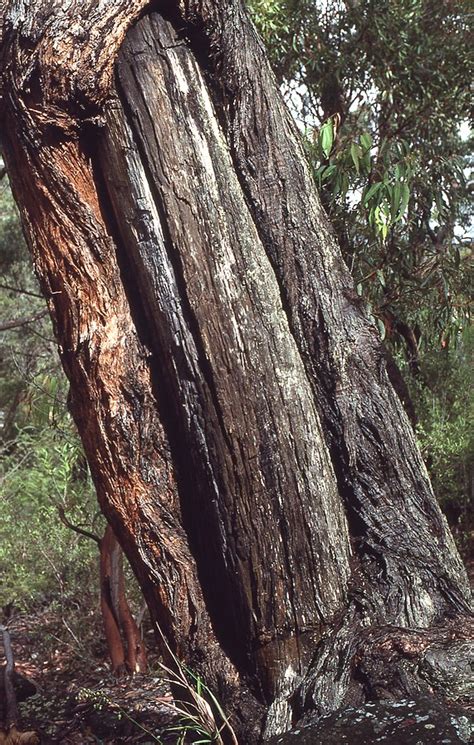 Aboriginal Heritage Scar Trees