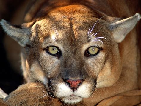 Ver más ideas sobre felinos, animales salvajes, felino. CARICUAO FOTO HISTORIA: Equipo especializado busca puma ...