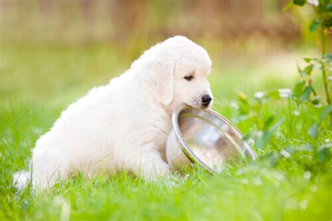 Cosa fare se il vostro cane ha prurito? - I miei animali