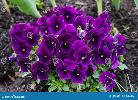 Purple Flowers In The Rainforest Stock Image Image Of Tropical Close