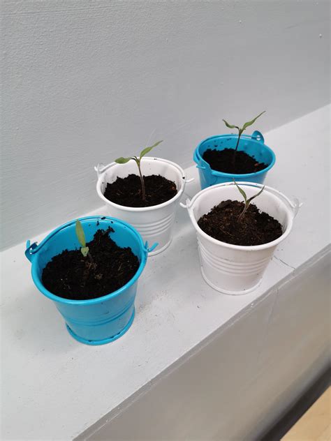Unlike with tomatoes planted in the ground, you also need to take the balance of the pot and the plant into consideration. I've ended up with 21 tomato plants, just by slicing one ...