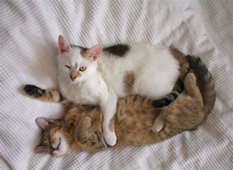 Are these two cat fighting or playing (play fighting)? Should I Get Two Cats? | Choosing The Right Cat For You ...