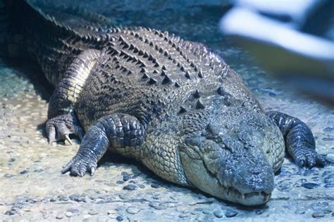 G1 Crocodilo de 50 anos é nova atração de aquário na Austrália