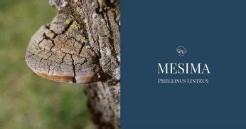 Here's a look at what is known about the potential health benefits of phellinus linteus. Phellinus Linteus or Mesima Mushroom: Health Benefits [And ...