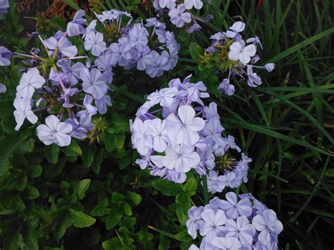 Plumbago auriculata (cape leadwort, blue/cape plumbago, skyflower). Plumbago auriculata(Blue Plumbago4) - Richard Lyons ...
