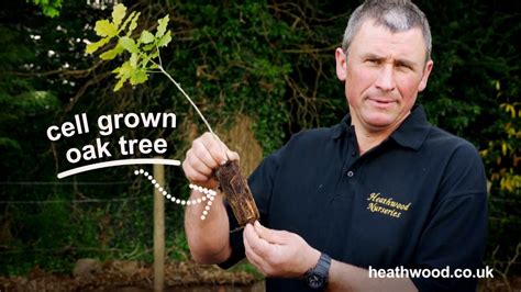 How To Plant An Oak Tree By Heathwood Nurseries Youtube