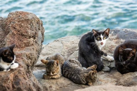 Australia To Cull Over Two Million Feral Cats By 2020
