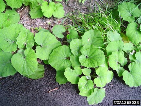 This wild edible plant is unusual in that the flowers bloom and die before the appearance of any leaves, which earned coltsfoot the name of son before the father in earlier times. coltsfoot, Tussilago farfara (Asterales: Asteraceae) - 1268023