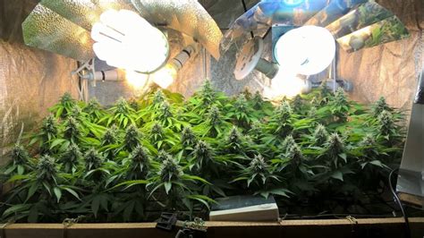 So we've done the heavy lifting and are sharing below our detailed review of top 10 best cfl grow lights. cfl grow 450w 3x3 scrog: Bubbas gift & fruit punch - YouTube