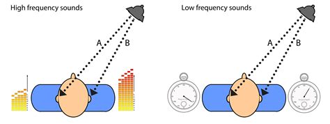 Physiology Of Hearing Enteducationswansea