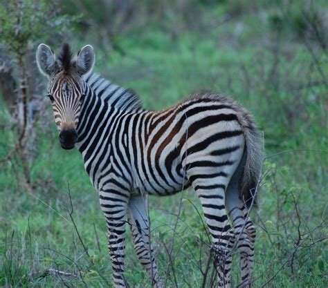 Little Zebra In Safari Free Image Download