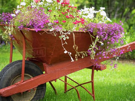 A Red Wheelbarrow Planted Up With Flowering Plants In Summer Stock