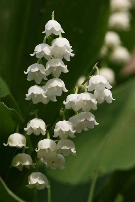 Maybe you would like to learn more about one of these? Top 10 of The Most Fragrant Flowers in The World