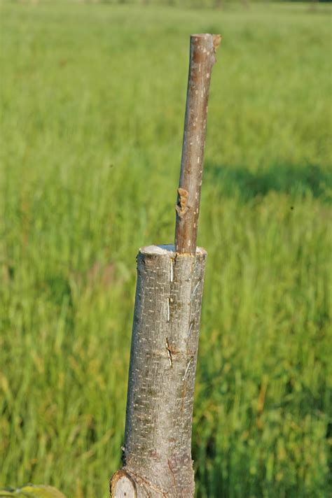 A nursery can give advice on how to graft a particular tree and supply the tools and materials you'll need. Northern Pecans: Bark grafting