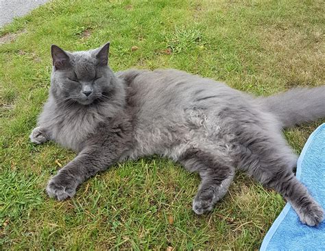 All the photographs illustrating this page (which are generally thumbnails) are by helmi flick, a professional photographer of repute. This old lady was sold to us as a Norwegian Forest Cat mix ...