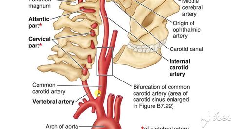 Course Of Internal Carotid Artery Images And Photos Finder