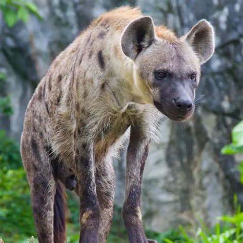 Are Hyenas Dogs Do Hyenas Originate From Dogs