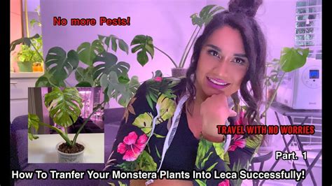 How To Successfully Repot Your Monstera Deliciosa Into Semi Hydroponicsleca Part 1 Youtube