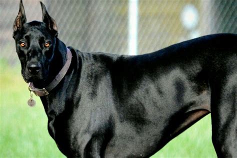 Nov 29, 2020 · breeds: Great Doberdane (Nyx) #great #dane #doberman #dog ...