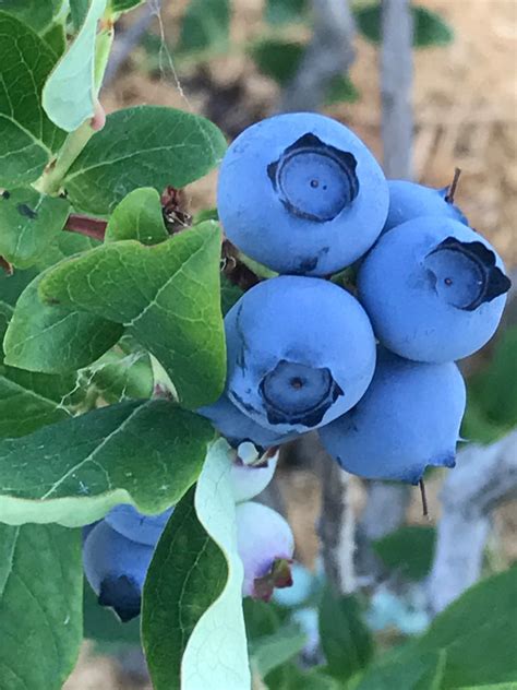 More Than Blueberries Moses Lake Wa