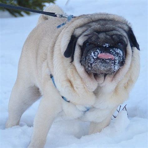 Dashing Boo The Snow Snowpug Truenorthstrongandfree Pugpuppy Pug