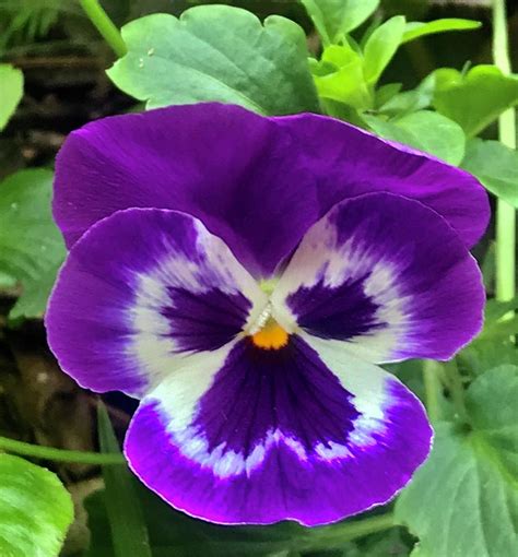 Purple Tricolor Pansy Flower Cutie Photograph By Sofia Goldberg Pixels