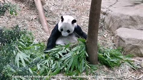 Giant Panda Kai Kai Lunch 大熊猫凯凯的午餐 新加坡河川生态园 Youtube