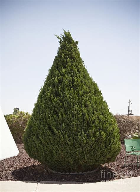 Particularly, in addition to the difficulty of making a perfectly conical shape for smaller feelers, the. Conical Shaped Evergreen Tree Photograph by Paul Edmondson