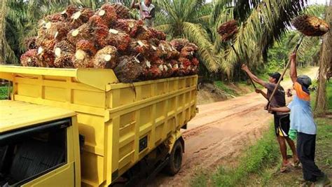 Naik Lagi Tbs Sawit Di Riau Tembus Rp Per Kilogram