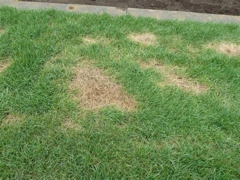 What Are These Brown Spots On My Lawn And How Do I Fix Them Adams