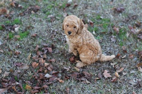 If you are looking for a great family pet, then a goldendoodle is the perfect choice. Goldendoodle Puppies For Sale | Greenville, NC #320061