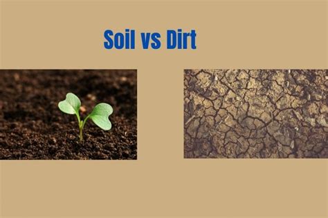As A Gardener You Should Know What Is Soil Vs Dirt Gardening With