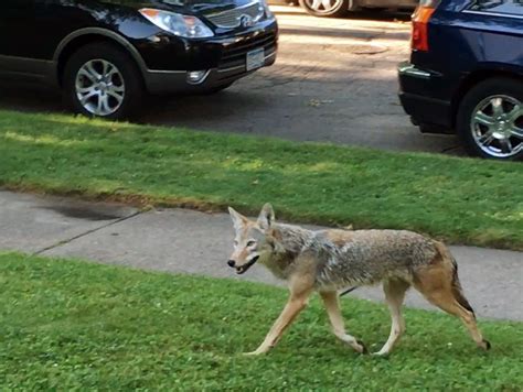 Holy Coyote Twin Cities Sightings Suggest The Canines Are Finding