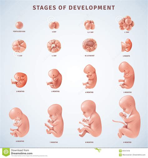 Desarrollo Embrionario Humano De Las Etapas Ilustración Del Vector