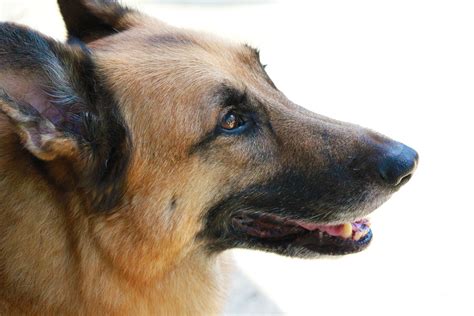 Dog German Shepherd Free Photo On Pixabay