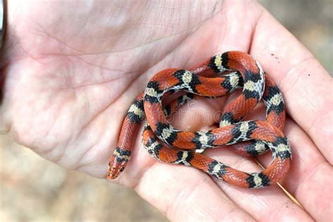Scarlet Snake Cemophora Coccinea At Donnelley Wma South Carolina