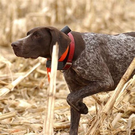 1000 Images About Pheasant Hunting On Pinterest Pheasant Hunting