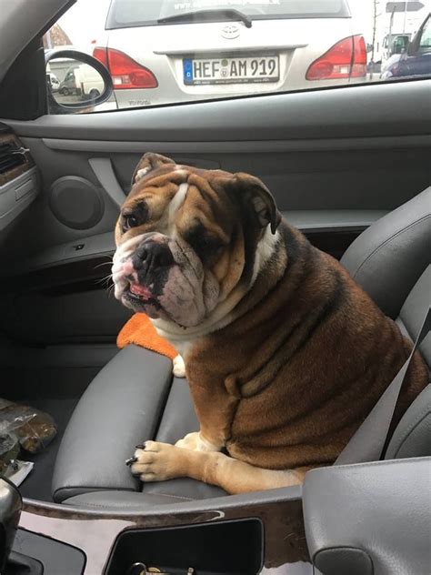 This is a private service. Animal Shipping Service - Airvets in 2020 | Pet transport ...