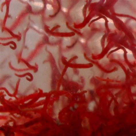 Rote M Ckenlarven Lebendfutter Bei Bachflohkrebse De Aquaristik Koi