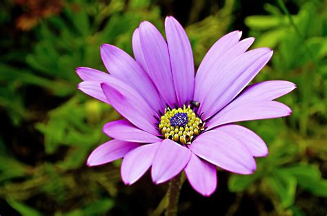Flores Flor Plantas Foto Gratis En Pixabay Pixabay