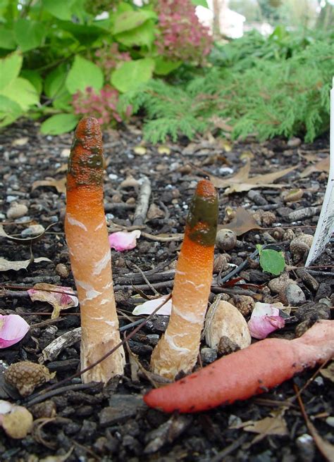 Those stinkhorn fungi - pennlive.com