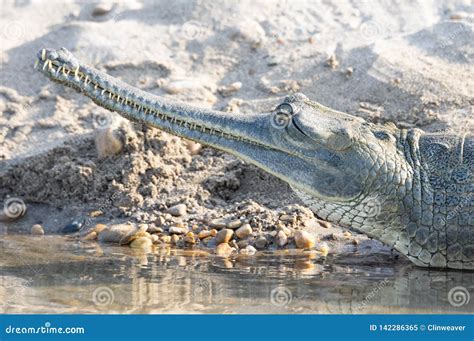 Gharial Or Gavialis Gangeticus A Fish Eating Crocodile Stock Image