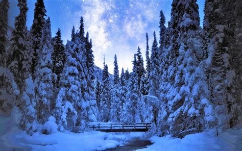 3840x2400 Tree River Earth Forest Bridge Snow Winter Wallpaper