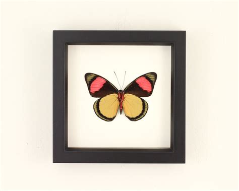 Framed Spring Butterfly Display Batesia Hypochlora Etsy