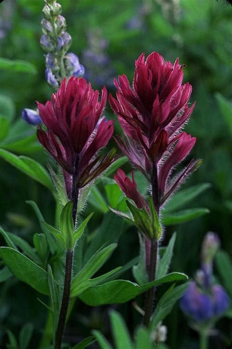 Pretty flowers red flowers indian flowers indian paintbrush flowers elixir floral thinking day le far west blue bonnets arte floral. Facts About the Indian Paintbrush Flower (With images ...