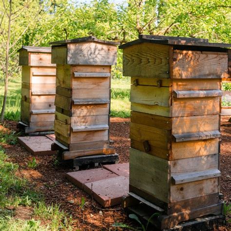 My favorite thing about the tbh is that i don't have to do any heavy lifting and i can place the hive at the perfect height for me to manage it by adjusting the legs. Choosing Your Hive: A Closer Look at Langstroth, Warre and ...